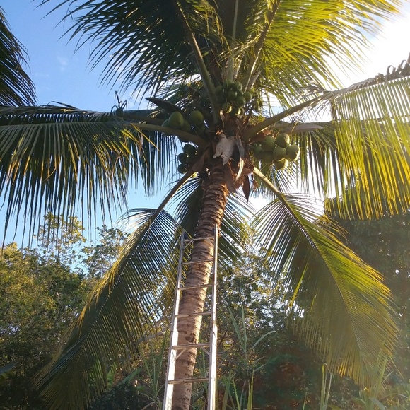 Meet your Posher, Elida - Picture 1 of 1